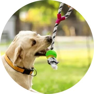 Cotton Rope Pet Hundeleker