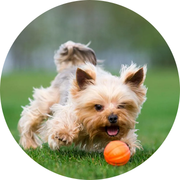 Tennis Pet Hundeleker